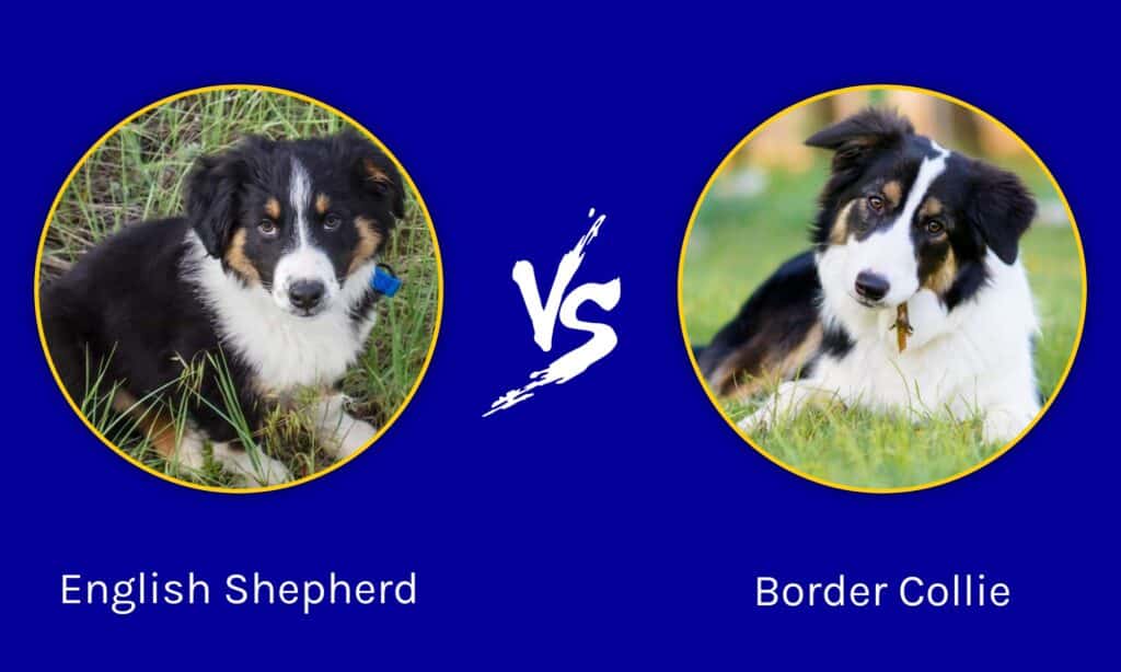 Key Differences between Border Collies and Other Herding Breeds