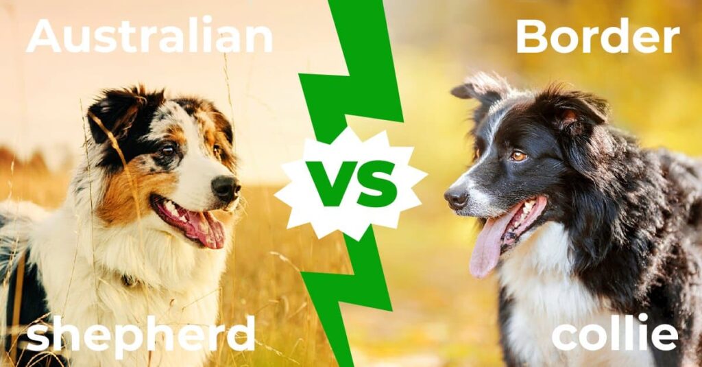 Key Differences between Border Collies and Other Herding Breeds