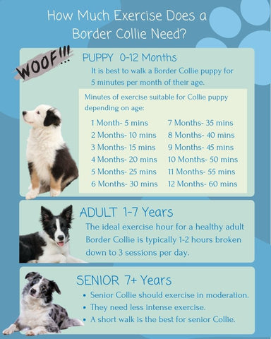 Living With A Senior Border Collie: Tips And Advice