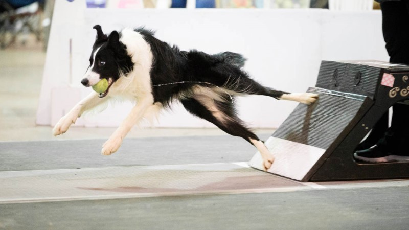 Mastering Flyball Competitions: Training Your Border Collie