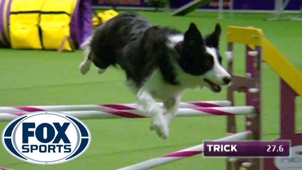 Mastering Flyball Competitions: Training Your Border Collie