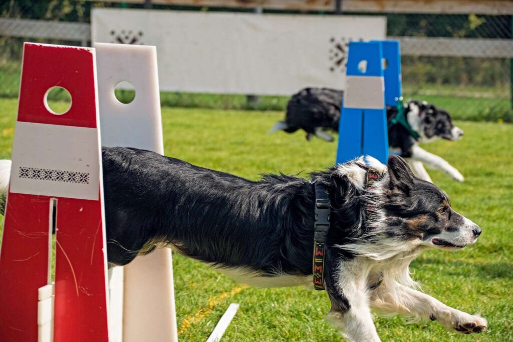 Mastering Flyball Competitions with Your Border Collie