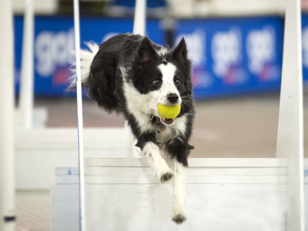 Mastering Flyball Competitions with Your Border Collie