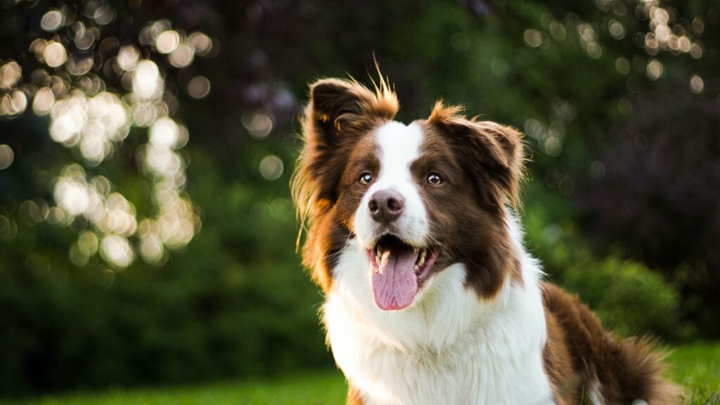 Preparing Your Home For A Border Collie