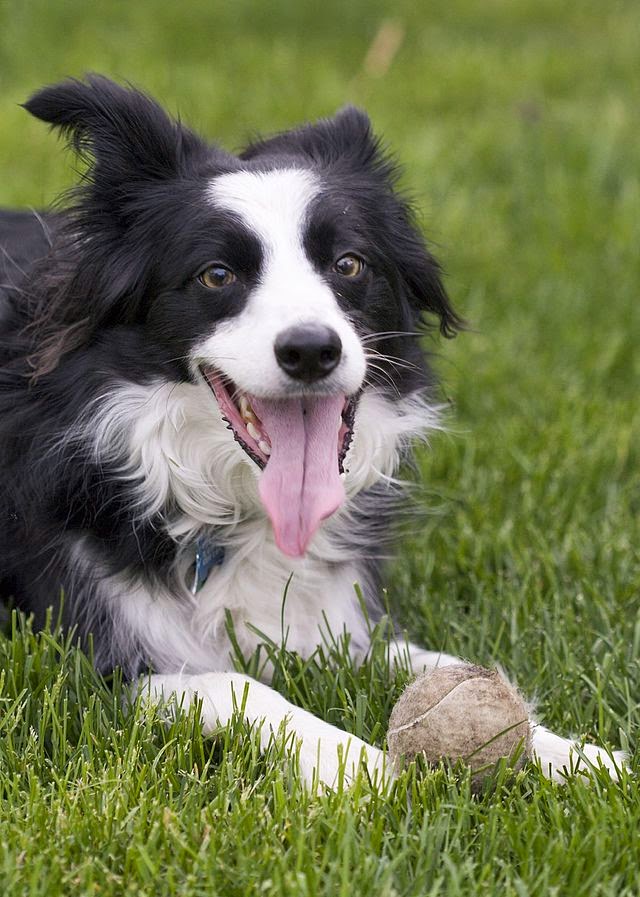 Raising A Border Collie In An Apartment: Is It Possible?