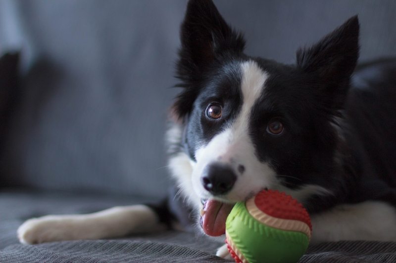 Raising A Border Collie In An Apartment: Is It Possible?