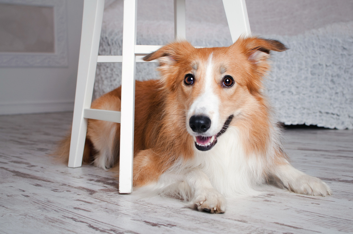 Raising A Border Collie In An Apartment: Is It Possible?