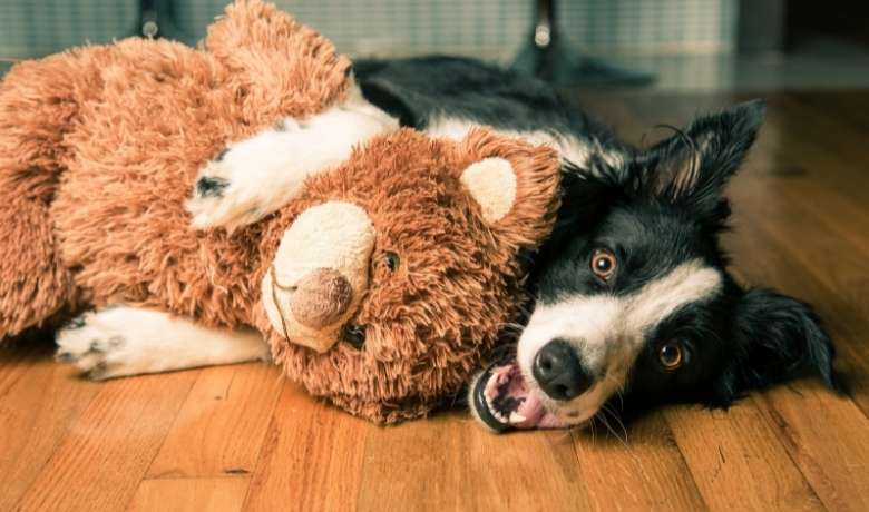 Raising A Border Collie In An Apartment: Is It Possible?