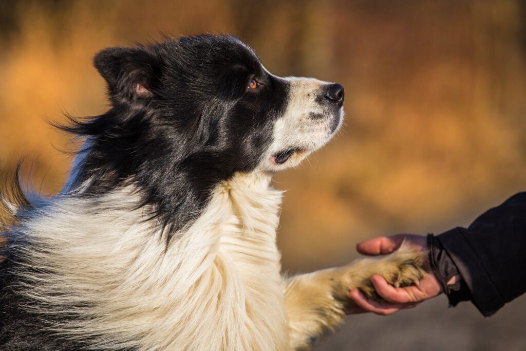 Recognizing And Preventing Common Health Issues In Border Collies