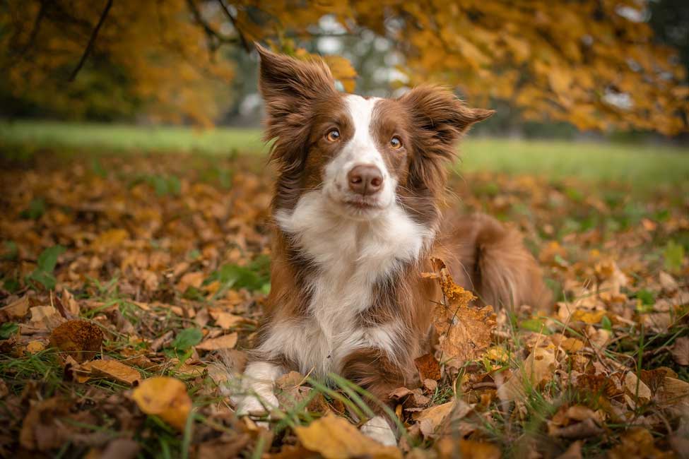 Recognizing And Preventing Common Health Issues In Border Collies