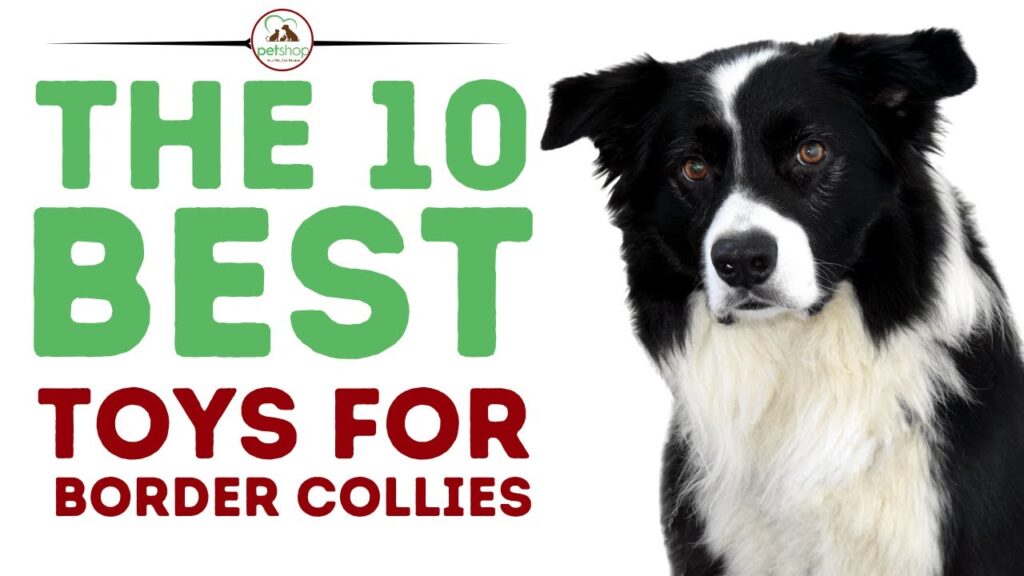 The Best Toys For Border Collies