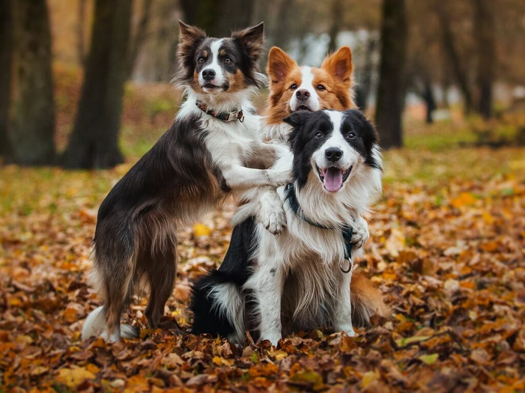 The Cost Of Owning A Border Collie: An Overview