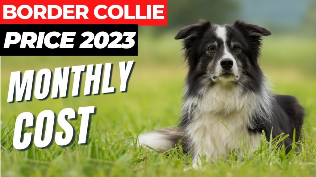 The Cost Of Owning A Border Collie: An Overview