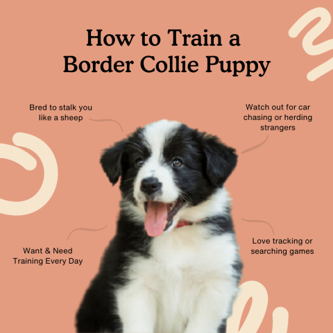 The Different Training Stages Of A Border Collie
