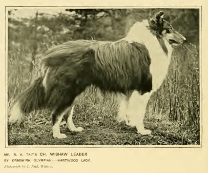 The History And Origin Of Border Collies