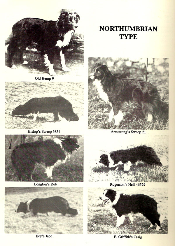 The History And Origin Of Border Collies