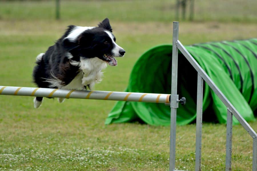 The Impact Of Border Collies In Canine Sports