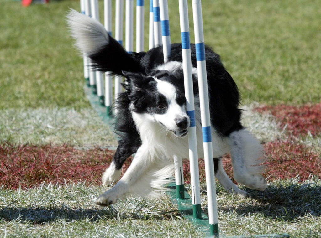 The Impact Of Border Collies In Canine Sports