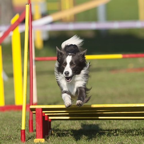 The Impact Of Border Collies In Canine Sports