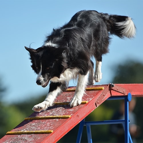 The Impact Of Border Collies In Canine Sports