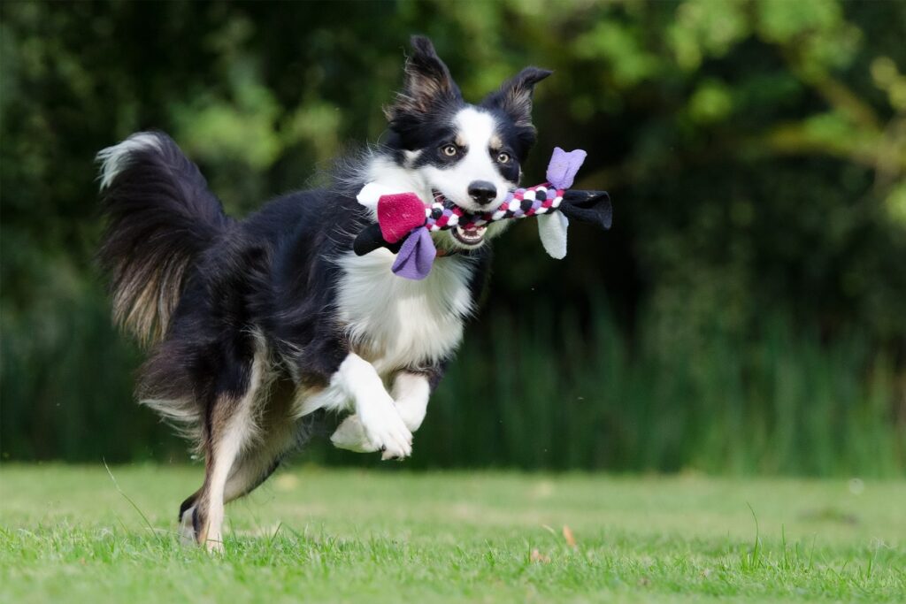 The Impact Of Border Collies In Canine Sports