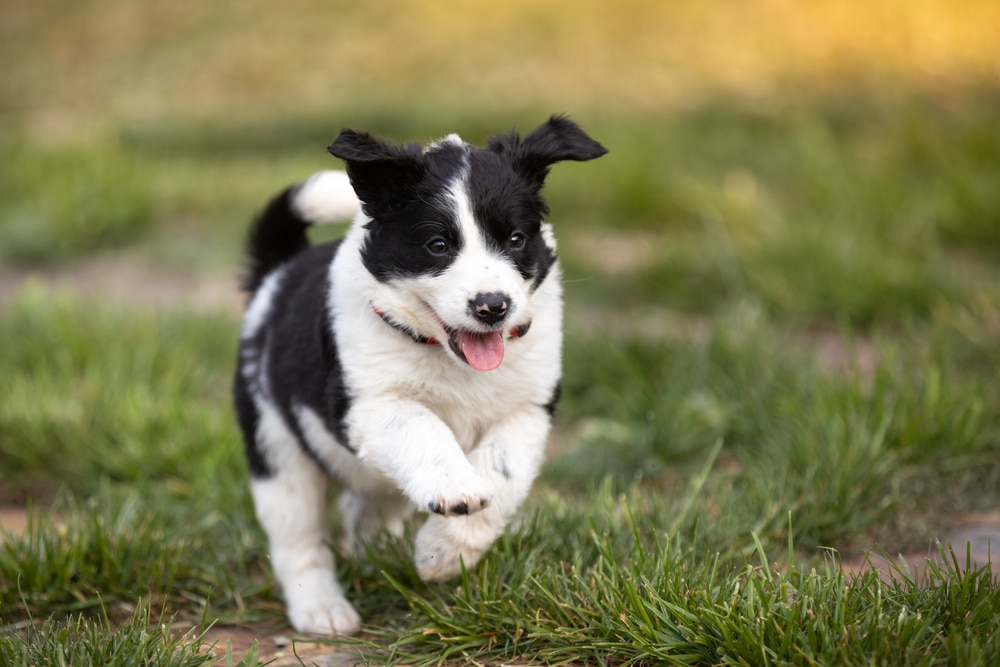 The Impact Of Neutering/Spaying On A Border Collie