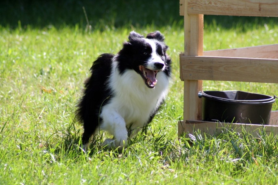 The Impact Of Neutering/Spaying On A Border Collie