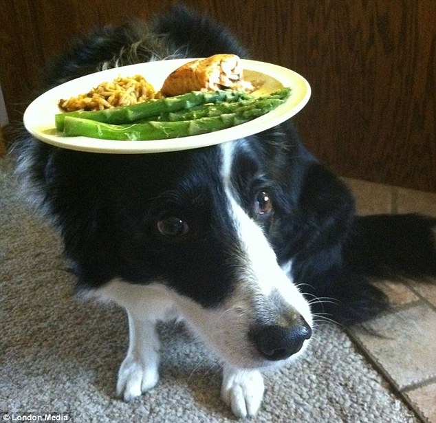 The Importance Of A Balanced Diet For Your Border Collie