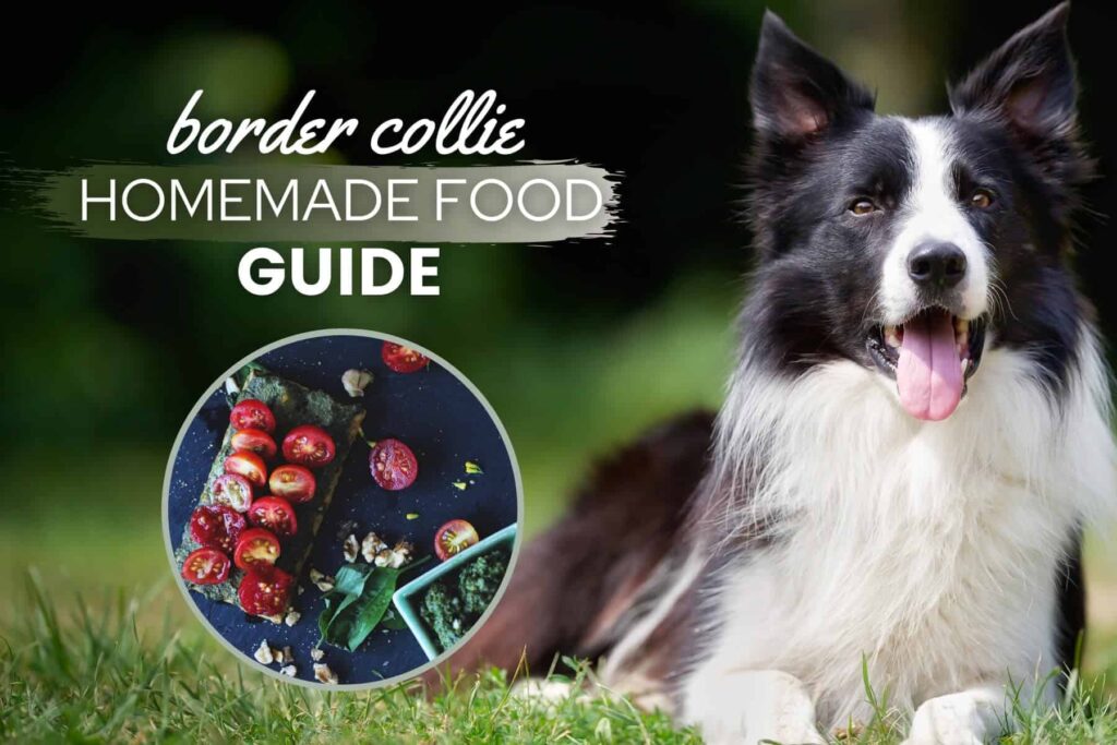 The Importance Of A Balanced Diet For Your Border Collie