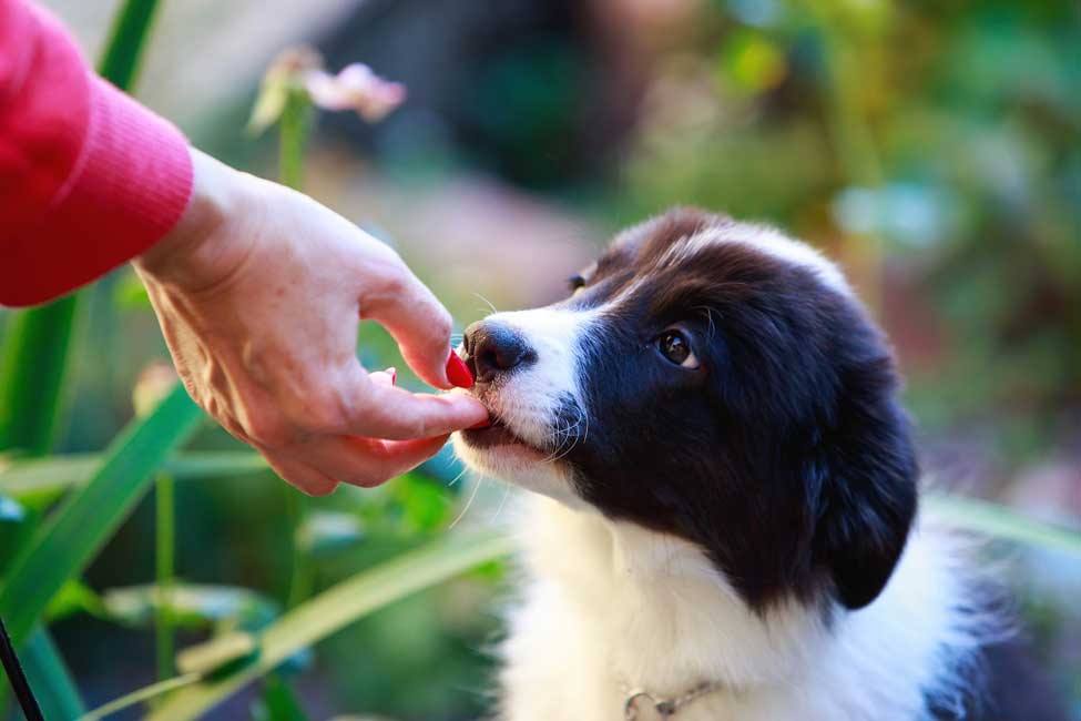 The Importance Of A Balanced Diet For Your Border Collie