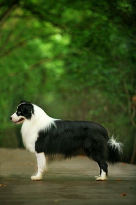 The Importance Of Regular Vet Check-ups For Your Border Collie
