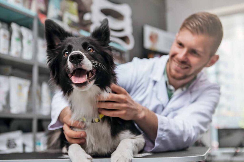 The Importance Of Regular Vet Check-ups For Your Border Collie