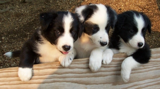 The Importance Of Socializing Your Border Collie