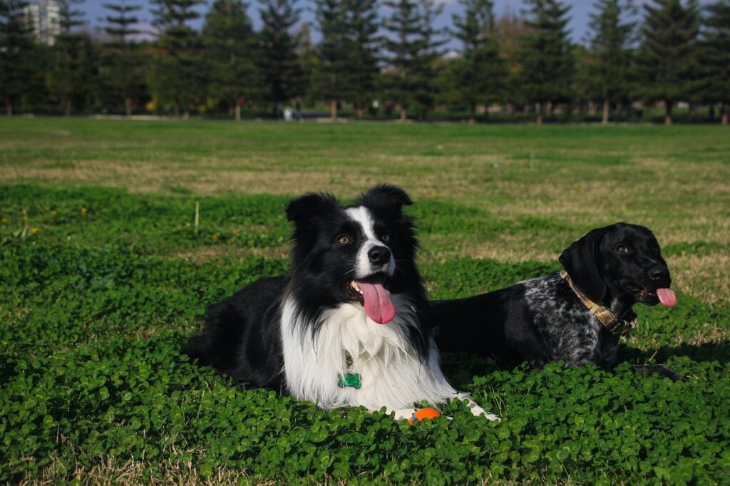 The Importance Of Socializing Your Border Collie