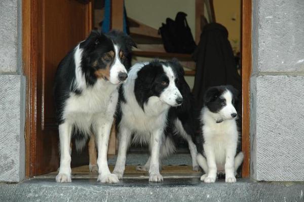 The Importance Of Socializing Your Border Collie