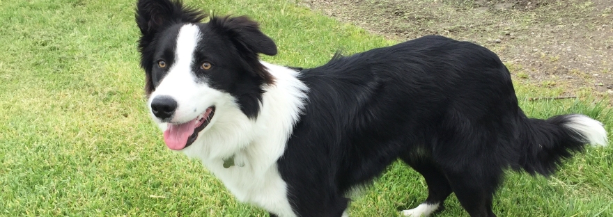 The Language Of Border Collies: Understanding Their Signals