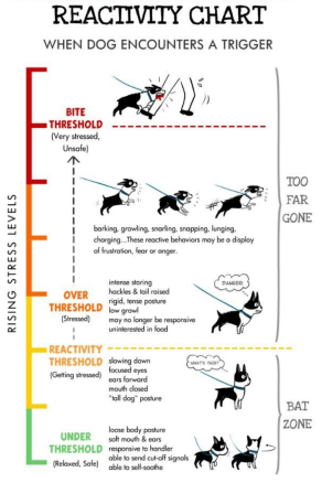 The Language Of Border Collies: Understanding Their Signals