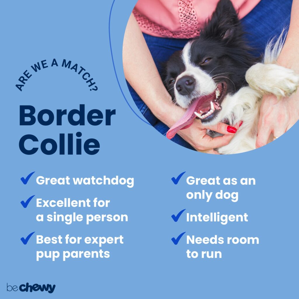 The Personality Traits Of A Border Collie