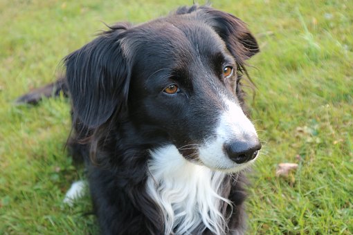 The Personality Traits Of A Border Collie