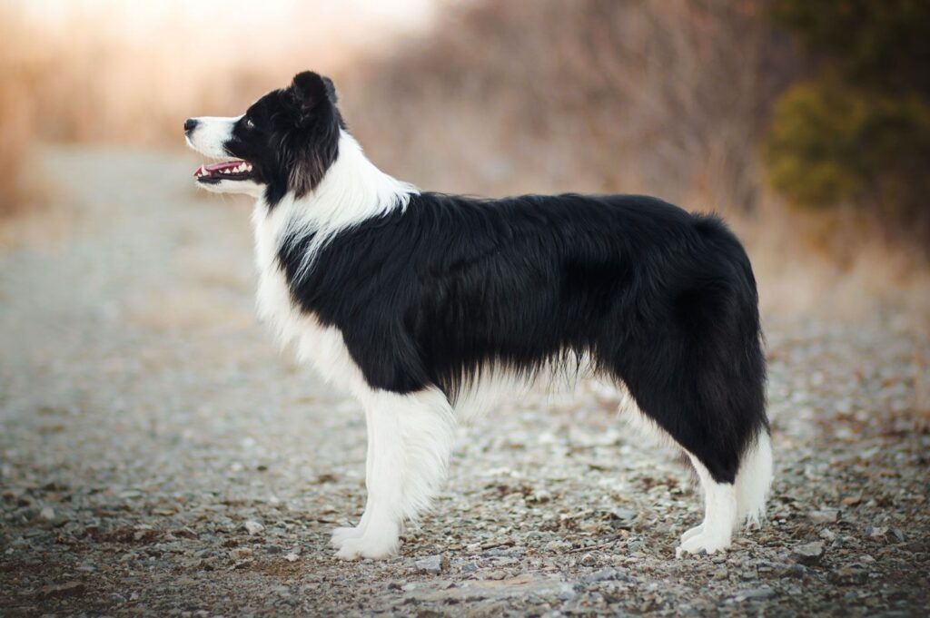 The Personality Traits Of A Border Collie