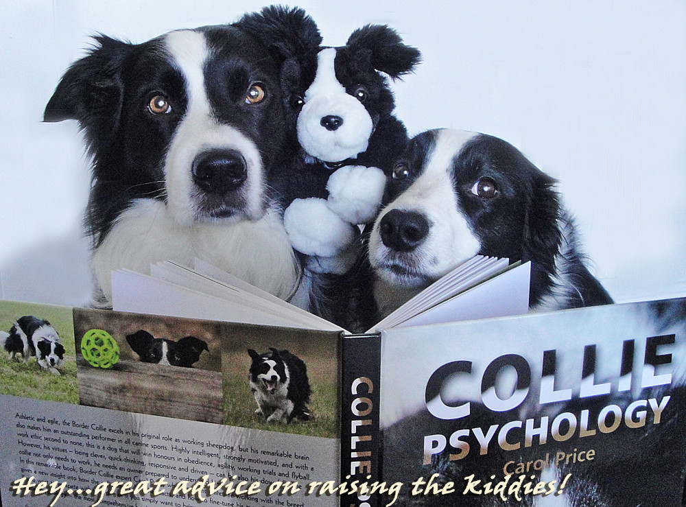 The Psychology Of A Border Collie