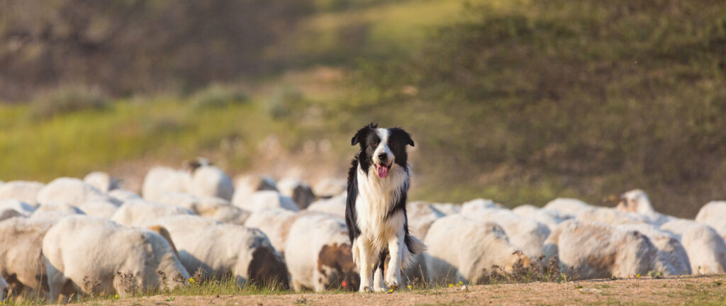 The Relationship Between Border Collies And Livestock