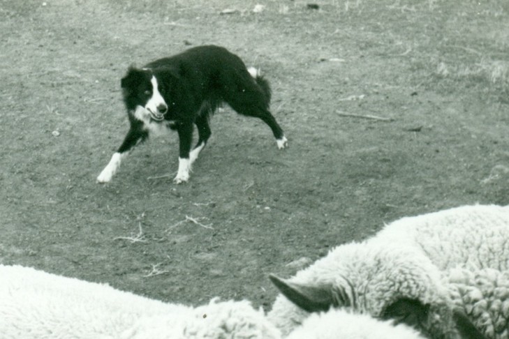 The Role Of Border Collies In Farm Life