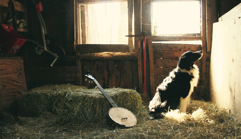 The Role Of Border Collies In Farm Life