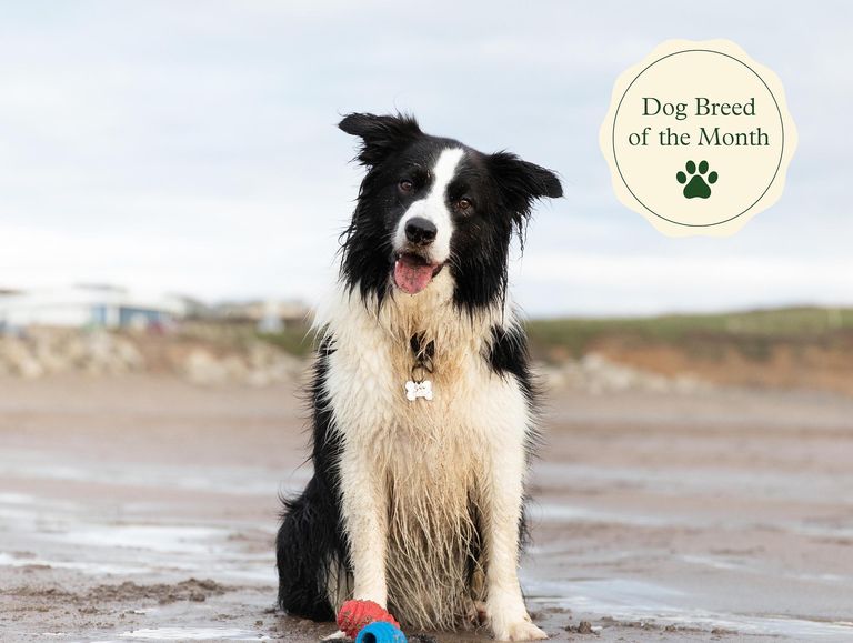 The Role Of Border Collies In Farm Life