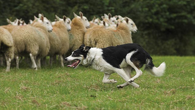 The Role Of Border Collies In Sheep Herding