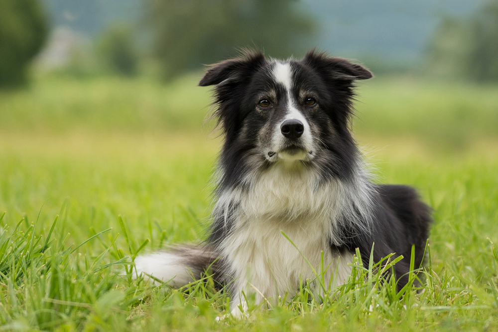 Tips For Calming An Anxious Border Collie