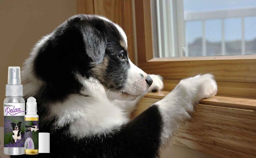 Tips For Calming An Anxious Border Collie