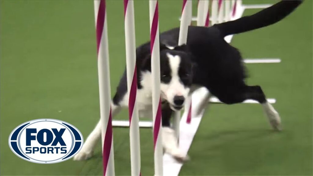 Training A Border Collie For Agility Competitions