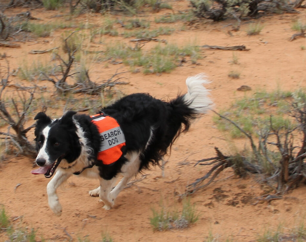 Training Your Border Collie For Search And Rescue